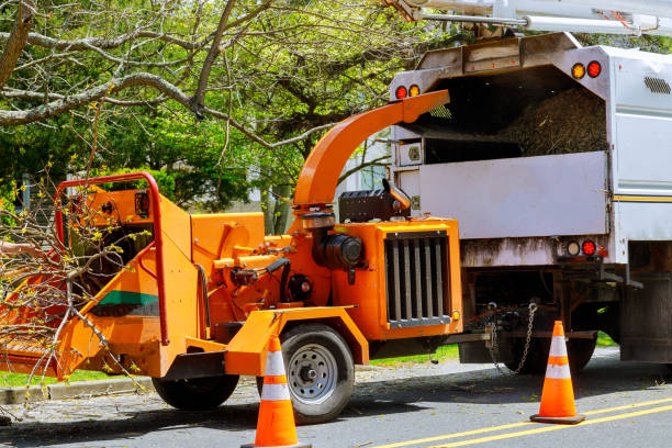 Best Tree Disease Treatment  in Johnson City, KS